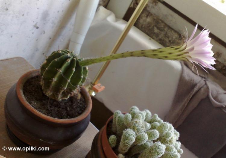 Кактус цветет