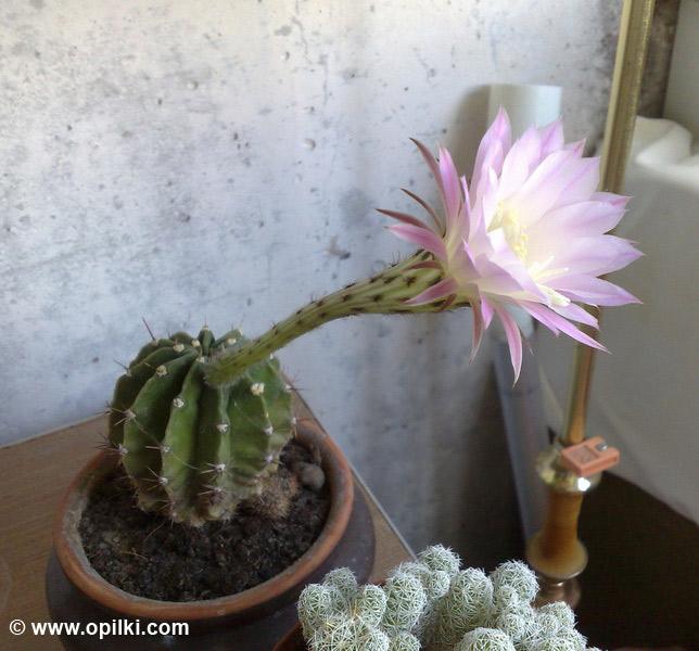 Кактус цветет