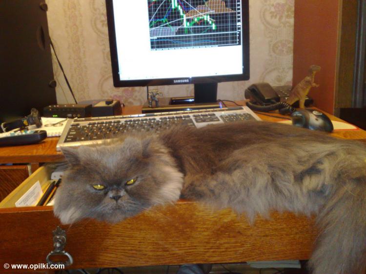 Котэ кагбэ контролирует...