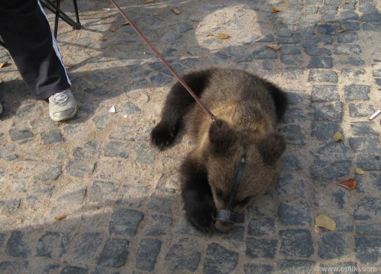 Все питерцы ходят с медведями, но трезвые, без балалайки и без ушанки