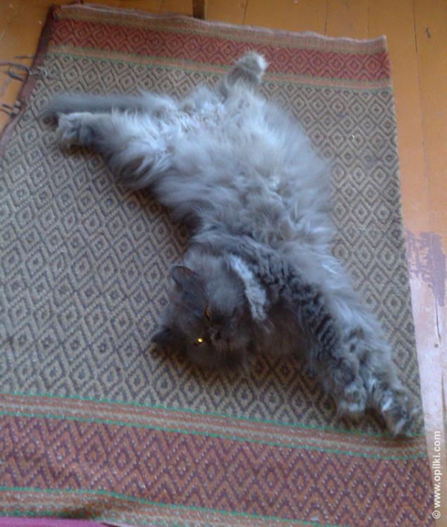 Жизнь удалась