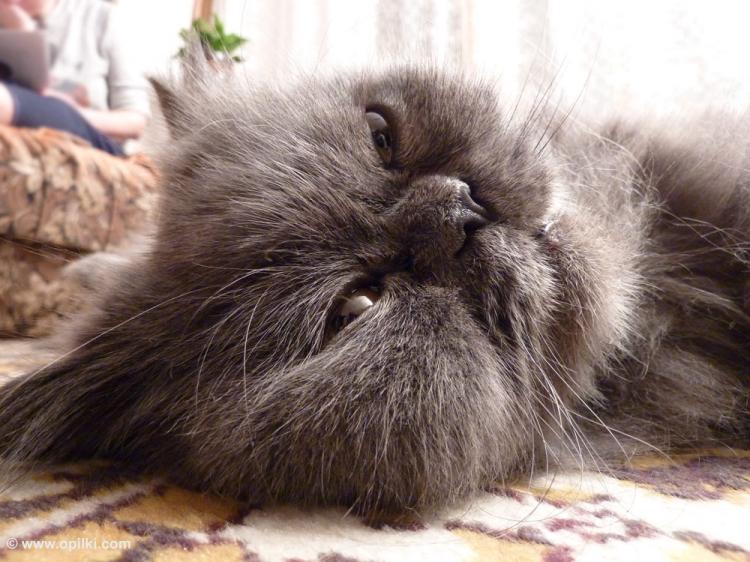 Кот