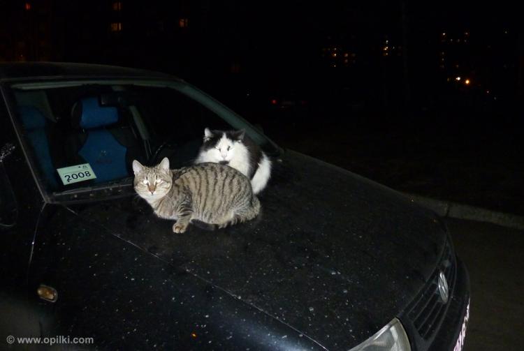 Коты на капоте