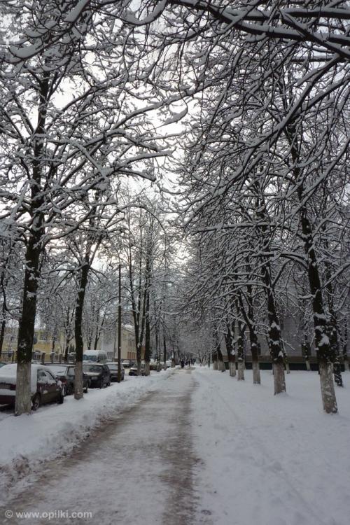 Зимние деревья