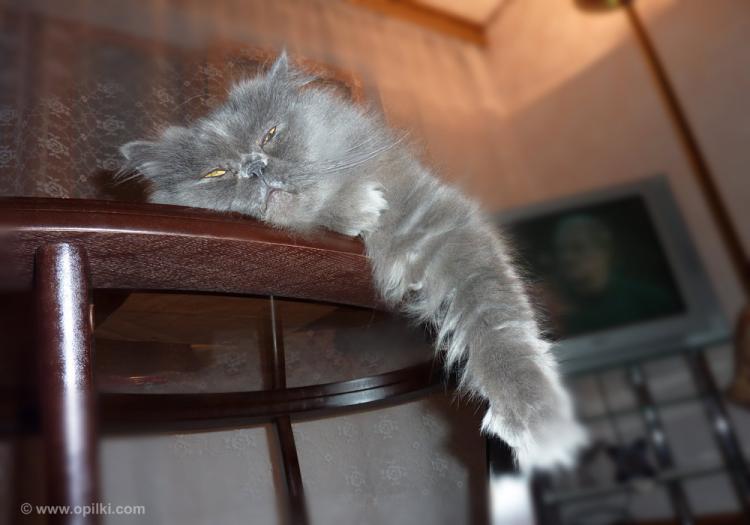 Котэ отдыхает