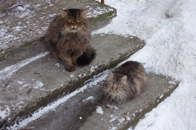 Коты раз