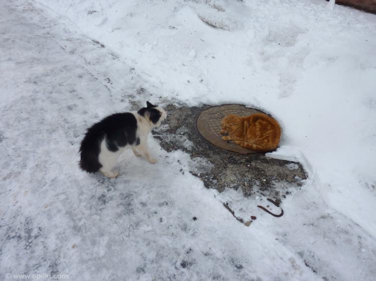 Коты два