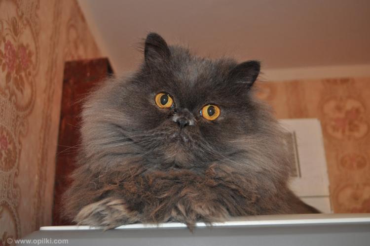 Пятничный кот Умка