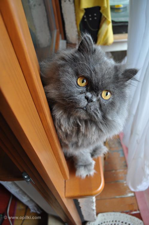 Кот
