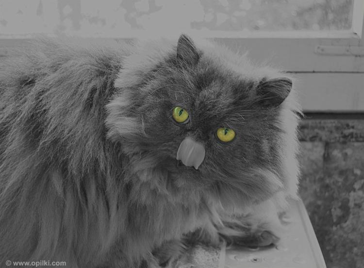 Кот раз